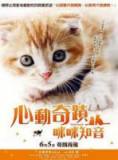 小猫奇缘DVD